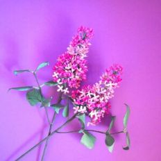 MG Lilac