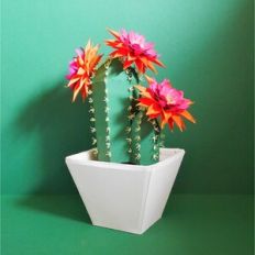 Echinopsis Cactus