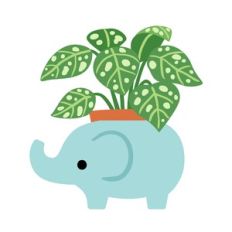 Kawaii Polka Dot Plant in Elephant Planter