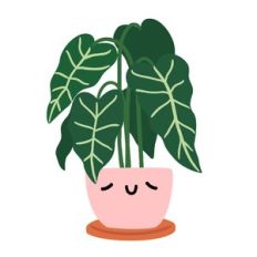 Kawaii Alocasia Black Velvet House Plant