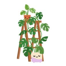 Kawaii Climbing Monstera Plant