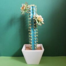 Brazilian Blue Cactus