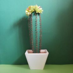 Erio Cactus