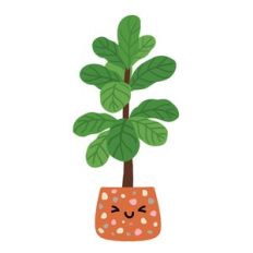 Kawaii Fiddle Leaf Fig Plant