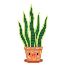 Kawaii Snake Plant