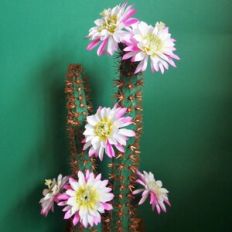 Moonlight Cactus