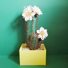 Cardon Grande Cactus