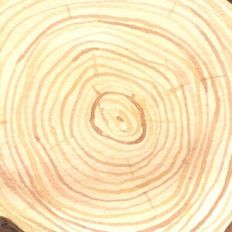 Watercolor Wood Tree Rings