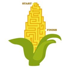 Corn Maze