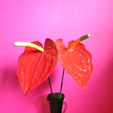 Anthurium