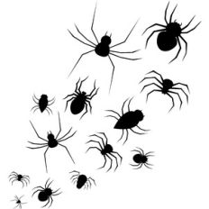 Spiders