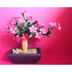 Bonsai Tree - Desert Rose