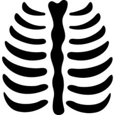 Skeleton Rib Cage