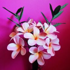 Plumeria