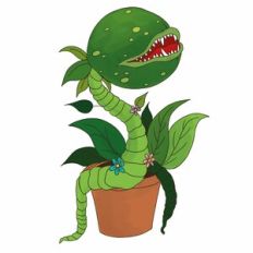 Venus Flytrap