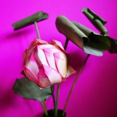 Lotus Bud and Leaves