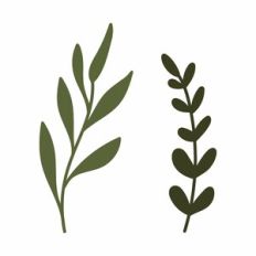 Leaves