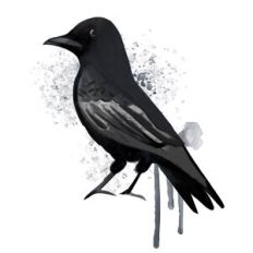 Watercolor Crow  Sublimation Design