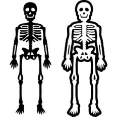 halloween skeleton