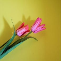 Blooming Tulip