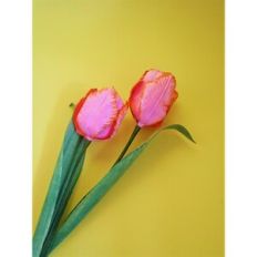 Parrot Tulip