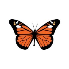 Monarch Butterfly