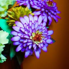 Hestia Zinnia