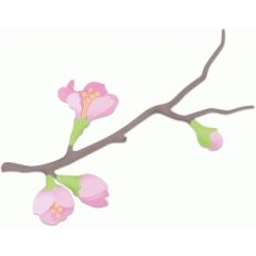 cherry blossom branch pnc