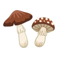 Brown Woodland Mushrooms