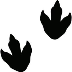 Dinosaur footprints