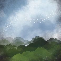 Treetop Blossom Sky