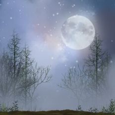 Misty Forest