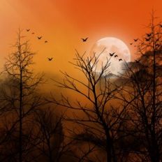 Halloween Sunset Forest