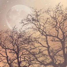 Forest At Dusk