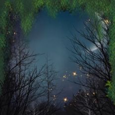 Forest Through the Trees
