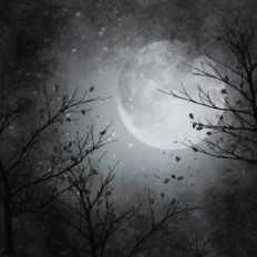 Dark and Stormy Forest