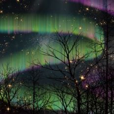 Northern Lights Forest