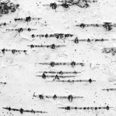 Birch Tree Bark Texture