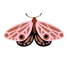 Pink Moth