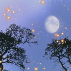 Night Sky with Gold Stars