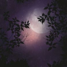 Bewitched Moonlit Sky