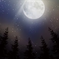Moonlit Forest