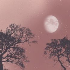 Sunset Forest