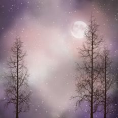 Foggy Forest
