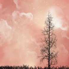 Pink Forest Sky