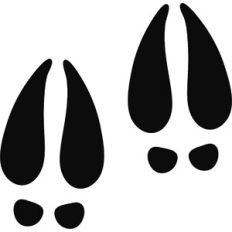 Reindeer Hoof Print