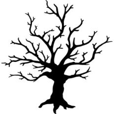 ancient tree