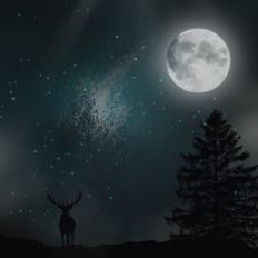 Midnight Deer Forest Background