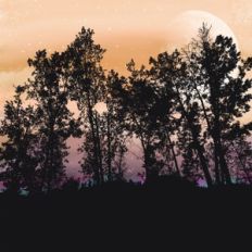 Sunset Forest Background
