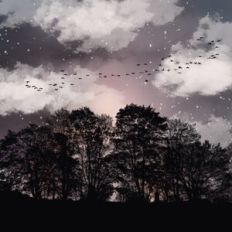 Stormy Forest